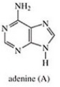 <strong>Which of the following is not a base found in DNA?</strong> A) B) C) D) E)