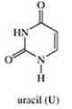 <strong>Which of the following is not a base found in DNA?</strong> A) B) C) D) E)
