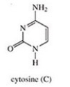 <strong>Which of the following is not a base found in DNA?</strong> A) B) C) D) E)