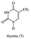 <strong>Which of the following is not a base found in DNA?</strong> A) B) C) D) E)