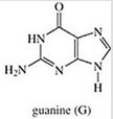 <strong>Which of the following is not a base found in RNA?</strong> A) B) C) D) E)