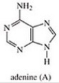 <strong>Which of the following is not a base found in RNA?</strong> A) B) C) D) E)