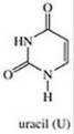 <strong>Which of the following is not a base found in RNA?</strong> A) B) C) D) E)