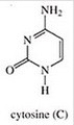 <strong>Which of the following is not a base found in RNA?</strong> A) B) C) D) E)