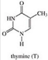 <strong>Which of the following is not a base found in RNA?</strong> A) B) C) D) E)