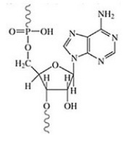 <strong>Identify the following structure. </strong> A)amino acid B)DNA C)lipid D)nucleotide E)glucose