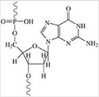 <strong>Identify the sugar and nucleic acid in which this structure would be found. </strong> A)ribose, DNA B)deoxyribose, RNA C)ribose, RNA D)deoxyribose, DNA E)glucose, gluconic acid