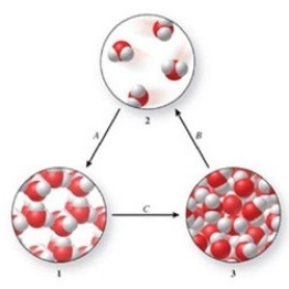 <strong>Three phases of water are shown in the figure. List the terms used to identify the phase changes indicated by the arrows. </strong> A)A = sublimation, B = vaporization, C = freezing B)A = condensation, B = sublimation, C = melting C)A = freezing, B = vaporization, C = melting D)A = deposition, B = vaporization, C = melting E)A = deposition, B = sublimation, C = freezing