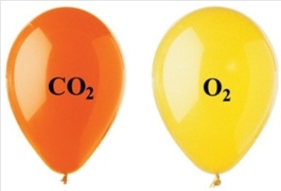 <strong>The two balloons shown in the figure each have the same volume, temperature, and pressure. Which of the following statements regarding the two balloons is correct? </strong> A)The CO<sub>2</sub> balloon has fewer molecules than the O<sub>2</sub> balloon. B)The density of the O<sub>2</sub> balloon is greater than the density of the CO<sub>2</sub> balloon. C)The mass of the O<sub>2</sub> balloon is greater than the mass of the CO<sub>2</sub> balloon. D)The CO<sub>2</sub> balloon is more buoyant than the O<sub>2</sub> balloon. E)None of these statements is correct.