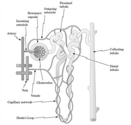<strong>Examine the following diagram of a kidney nephron and the surrounding circulatory system. Blood enters the capsule and glomerulus. Which of the following components of the blood will eventually pass to the proximal tubule? </strong> A) red blood cells B) protein molecules C) leukocytes D) sugars