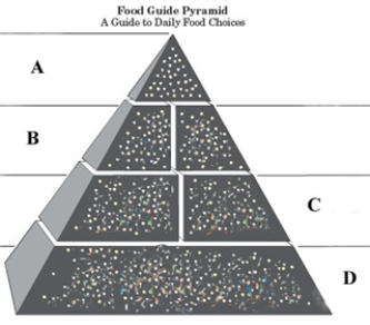 <strong>Consider the given blank food pyramid. Which level of the food pyramid has starch-rich foods such as bread, cereal, rice, and pasta?</strong> A) A B) B C) C D) D