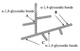 <strong>The following structure represents a storage polysaccharide such as glycogen or starch. Each sphere represents a monomer of the polymer. When this structure is broken down during metabolism, which of the following monomers might be produced?</strong> A) glucose B) maltose C) sucrose D) Both glucose and maltose could be produced. E) All of the saccharides listed might be produced.