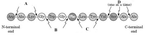 <strong>Examine the following structure. If the polymer shown in the diagram is hydrolyzed into its monomers, this process would represent which of the following?</strong> A) protein metabolism B) lipid metabolism C) fatty acid metabolism D) carbohydrate metabolism