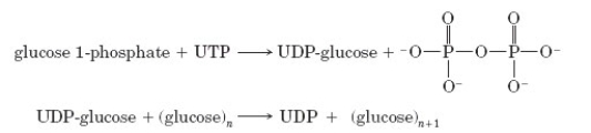 <strong>Consider the following reaction sequence. Which of the following statements is true of this reaction sequence?</strong> A) It is a step in a process called glycogenesis. B) It occurs within the mitochondrial matrix. C) It can also occur in the absence of nucleotides. D) All of these statements are true.