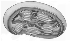 <strong>Consider the following diagram of a chloroplast. Which of the following is not a similarity between chloroplasts and mitochondria?</strong> A) Both chloroplasts and mitochondria contain the green pigment chlorophyll. B) Both chloroplasts and mitochondria contain iron-sulfur complexes. C) Both chloroplasts and mitochondria contain proton-translocating ATPases. D) Both chloroplasts and mitochondria utilize a proton gradient for ATP synthesis. E) None, they are similar to each other in all of aspects.