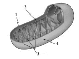 Examine the given diagram of a cell organelle. Which numbered structure in the given diagram represents a membrane that is permeable to ions and small molecules and does not have transporting membrane proteins?