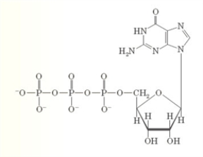 Examine the following structural formula containing guanine, a sugar, and phosphate groups. Which of the following correctly classifies this substance?
