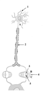 Consider the given diagram of a neuron. If the nerve impulse travels from the top to the bottom of the diagram, which of the following numbers in the given diagram represents the dendrites of the postsynaptic neuron?