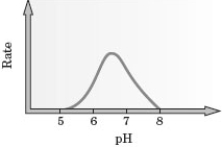 <strong>Consider the following graph for the rate of an enzyme-catalyzed reaction.   What is the approximate optimum pH for carrying out this reaction?</strong> A) 5.0 B) 6.5 C) 7.5 D) 8.0 E) Any pH between 5.0 and 8.0 <div style=padding-top: 35px> 