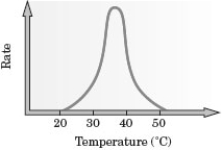 <strong>Consider the following graph for the rate of an enzyme catalyzed reaction.   What is the approximate optimum temperature for carrying out this reaction?</strong> A) 20°C B) 25°C C) 35°C D) 45°C <div style=padding-top: 35px> 