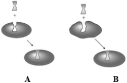 <strong>Consider the following two images depicting enzyme behavior.   Which model explains competitive inhibition?</strong> A) A only B) B only C) Both A and B <div style=padding-top: 35px> 