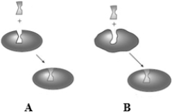 <strong>Consider the following two images depicting enzyme behavior.   Which image provides a better explanation for the induced-fit model?</strong> A) A only B) B only C) Both A and B <div style=padding-top: 35px> 