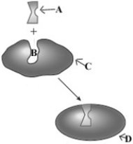 Consider the following image depicting enzyme behavior. Which of the following correctly characterizes the components of this model?