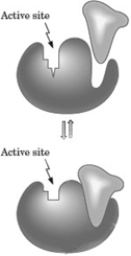 <strong>Consider the following image depicting enzyme regulation.   Which of the following is depicted by this model?</strong> A) protein modification B) allosterism C) competitive inhibition D) feedback control <div style=padding-top: 35px> 