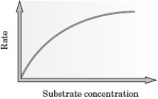 <strong>Examine the following graph.   Which of the following explains why the line on the graph does not continue in a linear fashion?</strong> A) All of the added substrate is bound to the enzyme. B) All of the enzyme active sites are occupied. C) The amount of enzyme present is greater than needed by the substrate. D) An inhibitor is present. <div style=padding-top: 35px> 