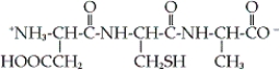 <strong>Identify the correct representation of the given tripeptide. </strong> A) Ala-Cys-Asp B) Ala-Cys-Glu C) Asp-Cys-Ala D) Glu-Cys-Ala
