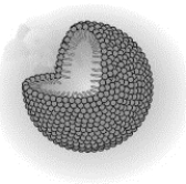 Examine the following cutaway figure showing the structure of a micelle. Which of the following statements correctly describes the structure?