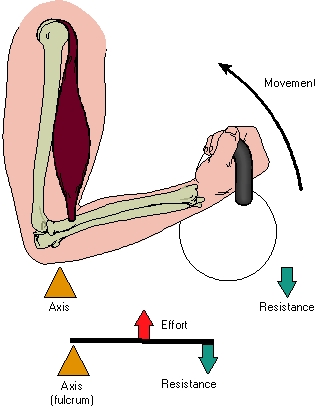 <strong> What type of lever system is depicted in the image?</strong> A)First-class B)Second-class C)Third-class D)Fourth-class