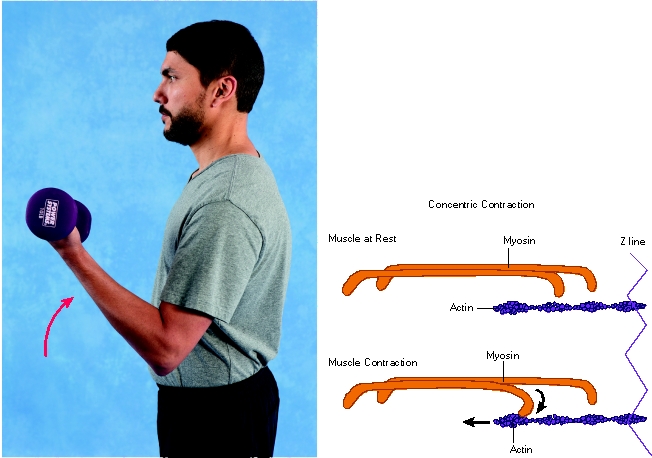 What type of muscle contraction is being performed by the biceps in the image?