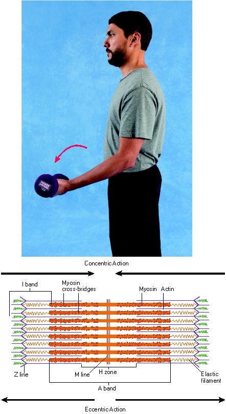 -What type of muscle contraction is being performed by the biceps in the image?