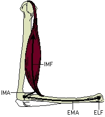 -Referring to the image, what would the movement at the joint be if the internal muscle force (IMF) × internal moment arm (IMA) = external limb force (ELF) × external moment arm (EMA)?
