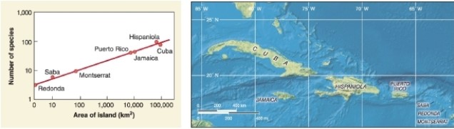 <strong> According to the graph, approximately how many species does Hispaniola have?</strong> A)1 B)10 C)100 D)1,000