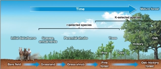  -In this figure, what is the third sere?