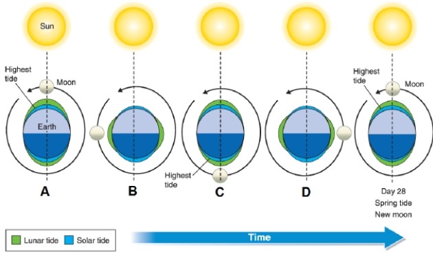 <strong> In the diagram, box C shows what?</strong> A)neap tide with first-quarter moon B)neap tide with a last-quarter moon C)spring tide with a new moon D)spring tide with a full moon