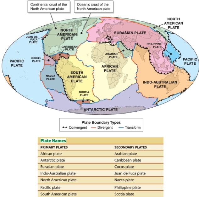 <strong> Referring to the figure, which plate is mainly of oceanic crust?</strong> A)the North American plate B)the Indo-Australian plate C)the African plate D)the Cocos plate