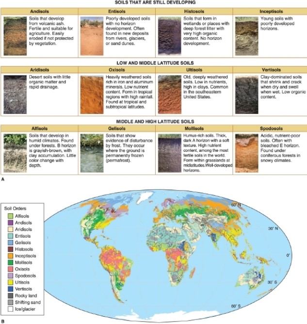 <strong> According to the figure, soils that form in coniferous forests with cold climates are called __________.</strong> A)entisols B)gelisols C)oxisols D)spodosols