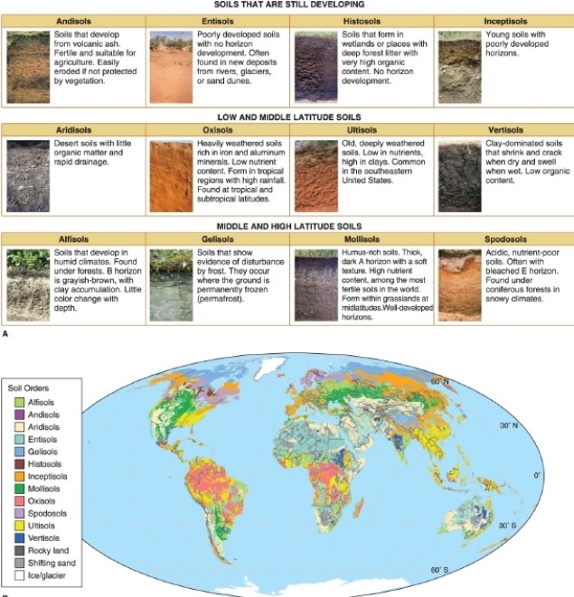 <strong> According to the figure, soils that occur where the ground is permanently frozen are called __________.</strong> A)entisols B)gelisols C)oxisols D)spodosols
