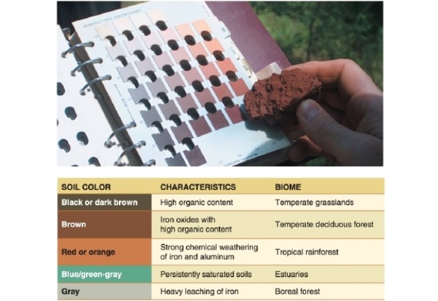   -In the figure, dark brown soils indicate __________.