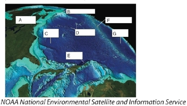 <strong> Most of the world's remaining mangroves are found in __________.</strong> A)Asia B)Africa C)Oceania D)South America