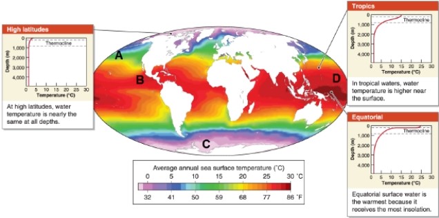 <strong> The bathypelagic zone occurs at a depth of __________ meters.</strong> A)0 to 200 B)200 to 1,000 C)1,000 to 4,000 D)4,000 to 6,000