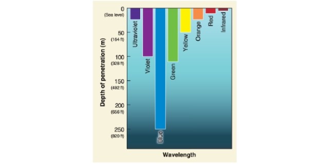 -Kelp forests are found where water temperature does not exceed __________ degrees Celsius.