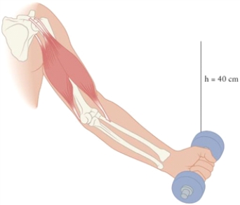 Figure 7.3 You are exercising with a 5 kg dumbbell, lifting it vertically up 40 cm and bringing it back to the same position (Fig. 3). How much work is done on the dumbbell by you, and how much by gravitational force?