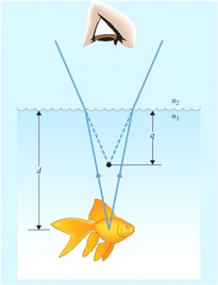Figure 21.1 The figure shows the real and apparent positions of a fish in water. We are looking at a fish from directly above (Fig. 21.1). If the fish looks to us to be 30 cm beneath the surface, where is its real position as measured from the surface? Indices of refraction are, for air n<sub>1</sub> and water n<sub>2</sub>, n<sub>1</sub> = 1 and n<sub>2</sub>= 1.33.