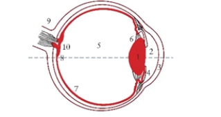 Figure 21.2 The figure shows a cross-sectional of a human eye: (1) lens, (2) anterior chamber, (3) cornea, (4) iris, (5) vitreous body, (6) ciliary muscle, (7) retina, (8) fovea centralis, and (9) optic nerve. (10) indicates the blind spot, which is due to the optic nerve passing through the retina to the brain. Describe the path of light entering the eye from a distant object (see Fig. 21.2).