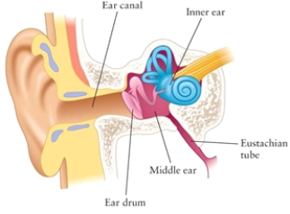 <strong>Figure 15.3 The figure shows the anatomy of the human ear. Where in the ear does the sound get amplified?</strong> A)in the middle ear B)in the inner ear C)in the ear canal D)on the eardrum