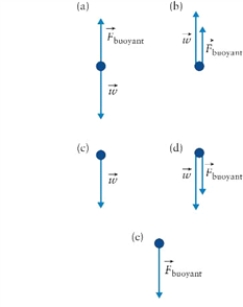 <strong>Figure 11.1 Dolphins are sleeping at the bottom of a cove, floating low above the ocean floor. Which diagram in Fig. 11.1 shows the correct forces acting on the dolphins?</strong> A)diagram (a) B)diagram (b) C)diagram (c) D)diagram (d)